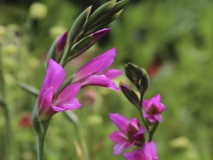 Vild gladiolus